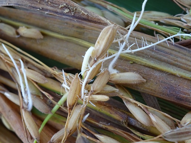 klíčící semena rýže.jpg
